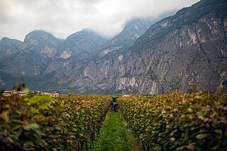 Weinberge, Weinfelder Elisabetta Foradori
