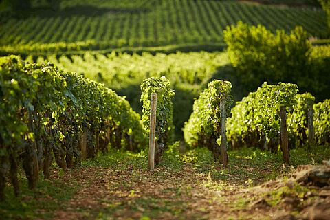 Region Cote d'Or bei Domaine de la Commanaire