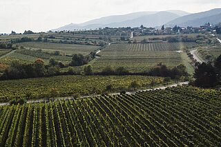 Das Weingut Christmann und Kauffmann von oben
