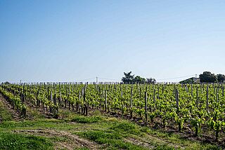 Weinfeld Certan de May bei blauem Himmel