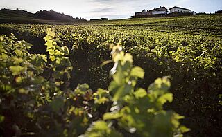 Weinfeld, Weinberg Elio Altare