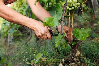 Marie-Therese Chappaz Winzerin beschneidet Rebe