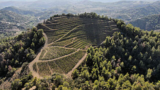 Die Weinberge von Belondrade y Lurton