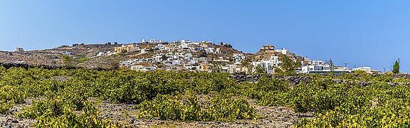 Weinfeld mit einem Dorf in Santorini im Hintergrund