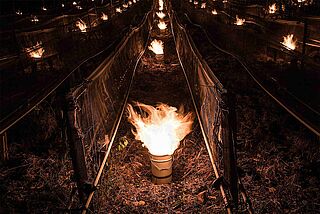 Weinbau und Klimawandel