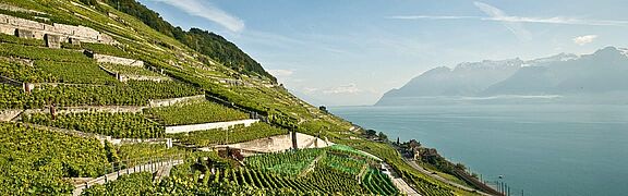 Vinregionen Vaud