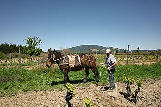Der Winzer mit einem Pferd auf dem Feld