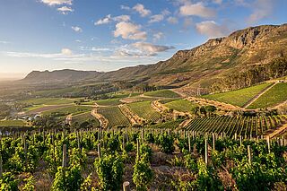 Weinberge in Südafrika