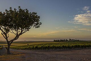 Panorama von den Weinfeldern