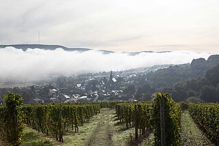 Weinberge im Nebel