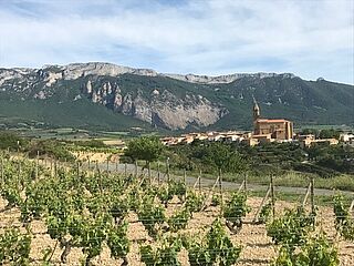 Weinfeld vor einem Dorf und Bergen im Hintergrund