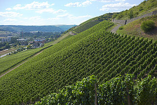 Frühlingsplätzchen Frühlingsplätzchen