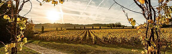 Vinregionen Cote des Blancs