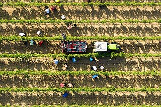 Arbejde i Minuty-vinmarken