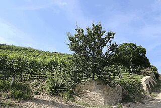 Weinfeld bei blauem Himmel - Aldo Conterno