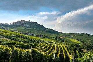 Weinberge von Trediberri