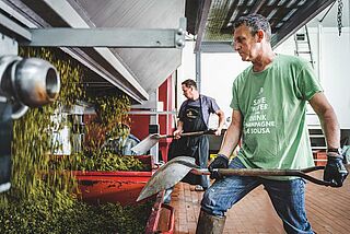 Behandling af mosten på vingården