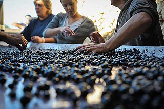 arbejder, druer, druehøst