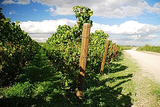 Vinmark fra Agrapart & Fils Vinmark fra Agrapart & Fils