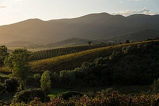 Weinberge von Le Mortelle