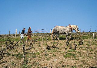 Weinlese von Nicolas Joly