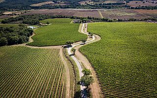 Weinfeld des Weinguts Antinori – Pian delle Vigne