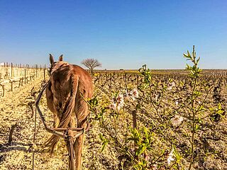 Arbeit auf dem Weingut