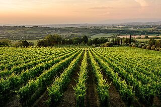 Weinberge von Poliziano