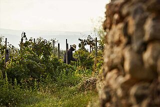 Weinlese auf dem Weinfeld Recaredo
