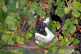 Gaia Winery Vineyard Piemont