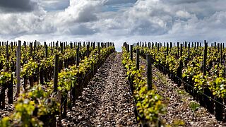 Pauillac Weinfeld Pauillac Weinfeld