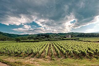 Weinberge von Thymiopoulos