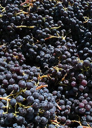 Trauben nach der Ernte