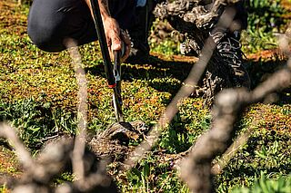 Person beschneidet Weinreben auf dem Weinfeld Bien de Altura Person beschneidet Weinreben auf dem Weinfeld Bien de Altura