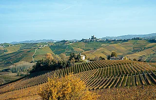 Piemont Weinberge