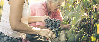 Kvinder i gang med høstarbejdet