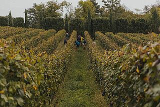 Udsigt mellem rækkerne af vinstokke i en vinmark