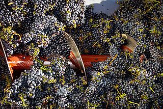Weinverarbeitung auf dem Weingut Guillot Clauzel, Maische, Trauben