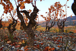 Der Weinberg von Venus La Universal
