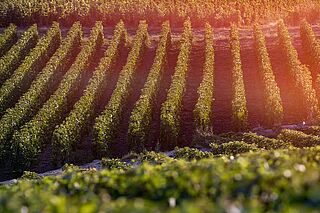 Weinberge von Delamotte