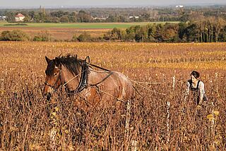 Druehøst på Domaine Arlauds vingård