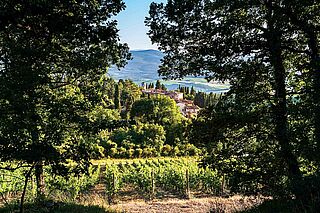 Weinfeld und Bäume des Weinguts Mazzei