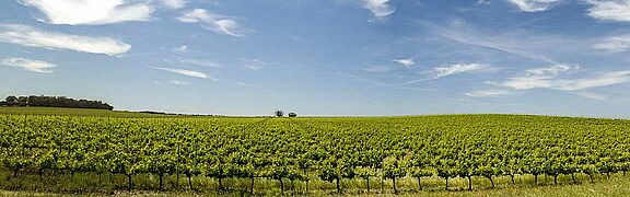 Weinfeld in Alentejo bei blauem Himmel