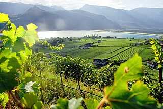 Weinberge von Alois Lageder