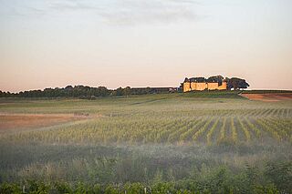 Paysage d'Yquem
