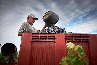 Die Reben werden zum Transport geladen