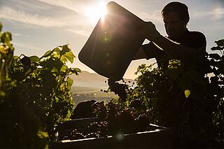 Champagne Weinberg Arbeit