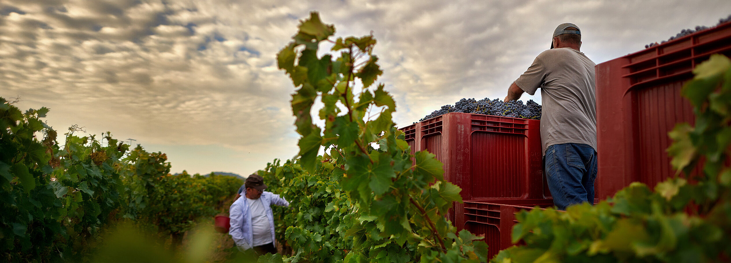 Rhone 2020