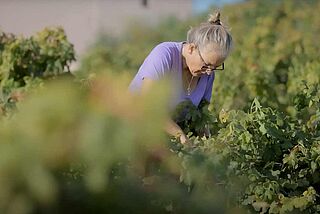 Clos Cibonne arbejde