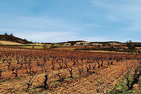 Weinfeld bei blauem Himmel 